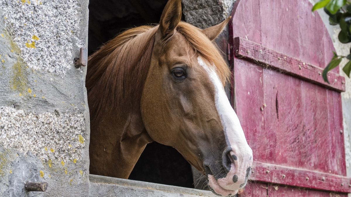 Mladý Polák se snažil ukradeného koně ukrýt v bytě ve třetím patře